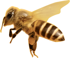 Bee flying through the air
